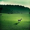 Cuba Gallery: New Zealand / landscape / green / grass / rural / sheep / nature / hills / trees / color / photography / farm / beautiful / amazing